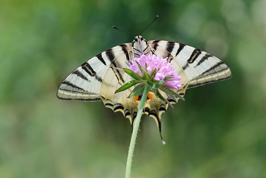 Una giornata da incorniciare - Iphiclides podalirius